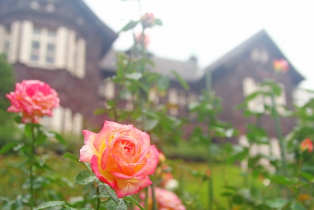 旧古河邸は西洋庭園にバラの花が咲き誇るクラシカルな洋館。邸宅内や庭園で前撮りやフォトウェディング、結婚写真の撮影が可能です